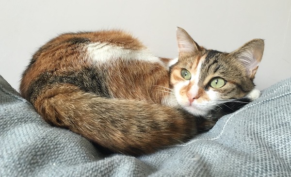 f:id:takuteto:20200807210003j:plain