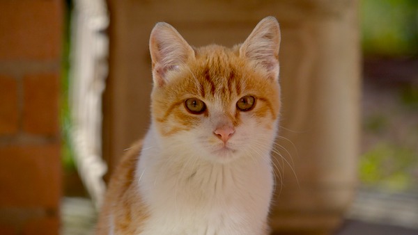 f:id:takuteto:20200807210023j:plain