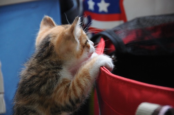 f:id:takuteto:20200812172237j:plain f:id:takuteto:20200812172237j:plain