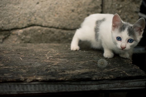 f:id:takuteto:20200816185801j:plain f:id:takuteto:20200816185801j:plain