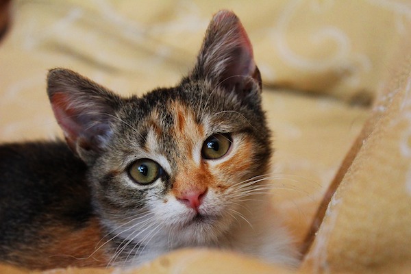 f:id:takuteto:20200906175730j:plain