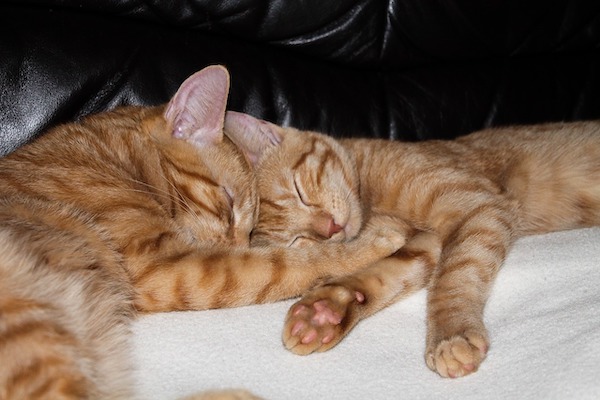 f:id:takuteto:20200906175749j:plain