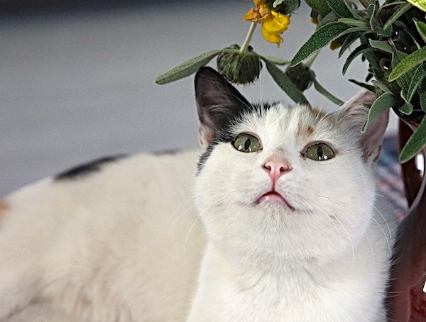 f:id:takuteto:20200906175809j:plain