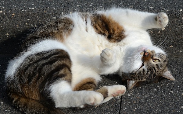 f:id:takuteto:20200917173403j:plain