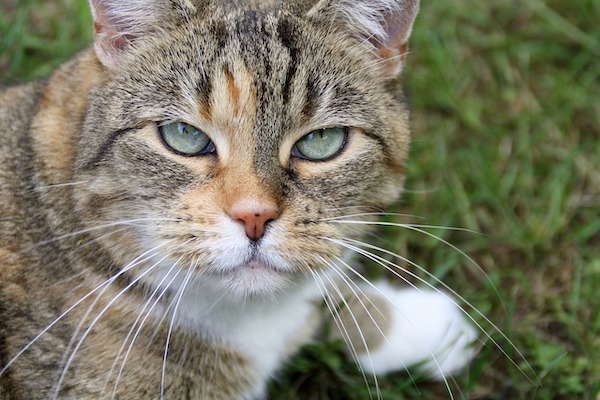 小悟と大悟と思考ちゃんの働きについて Life Is Like Children Playing House