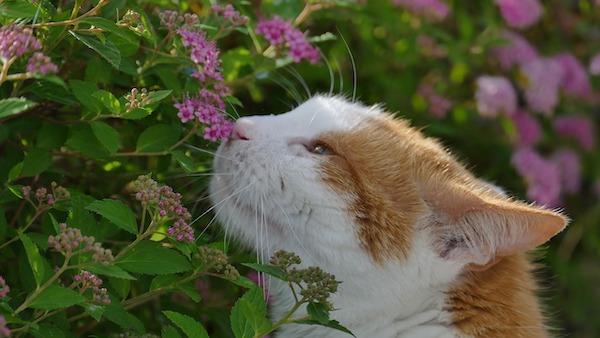 f:id:takuteto:20201019204130j:plain