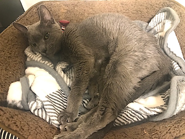 f:id:takuteto:20201118212321j:plain