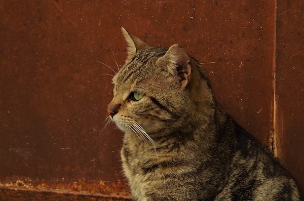 f:id:takuteto:20201128181242j:plain