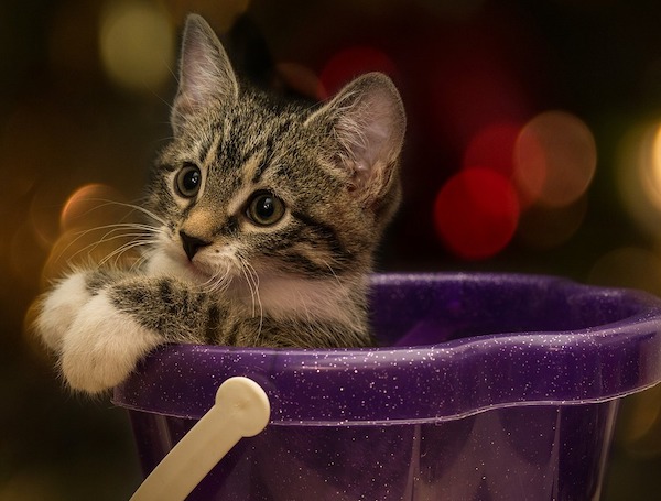 f:id:takuteto:20201128181301j:plain