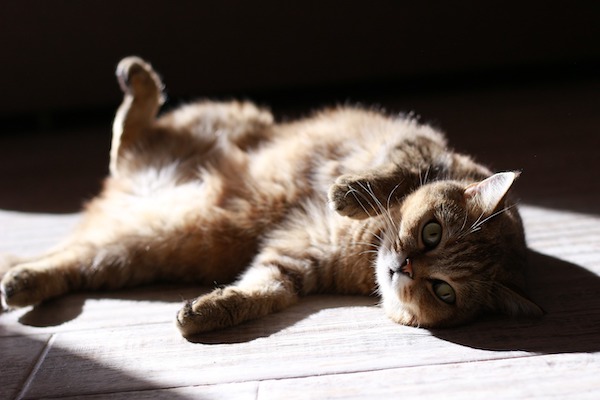 f:id:takuteto:20201206190913j:plain