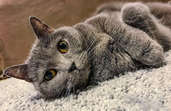 f:id:takuteto:20201206190938j:plain