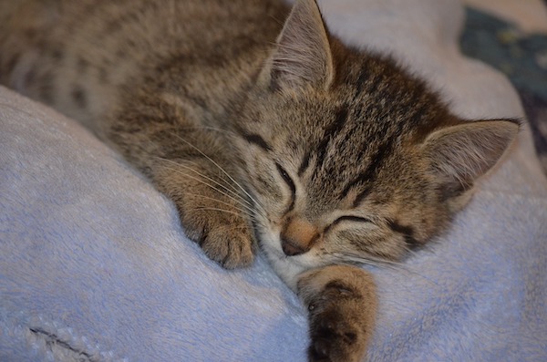 f:id:takuteto:20210111202522j:plain