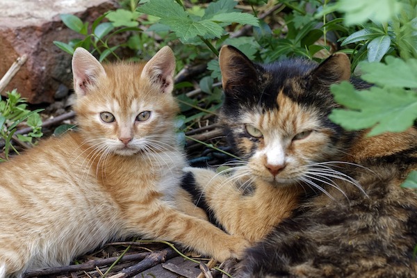 f:id:takuteto:20210121193311j:plain