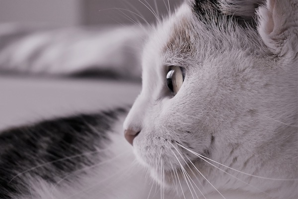 f:id:takuteto:20210203183247j:plain