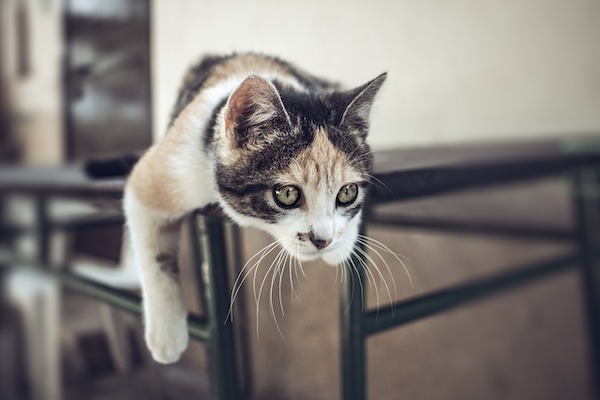 f:id:takuteto:20210213235347j:plain