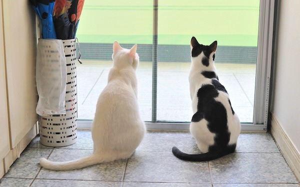 f:id:takuteto:20210303094641j:plain