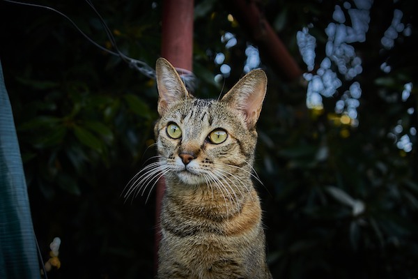 f:id:takuteto:20210311073920j:plain