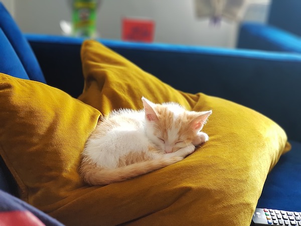 f:id:takuteto:20210311073939j:plain