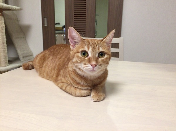 f:id:takuteto:20210324223929j:plain