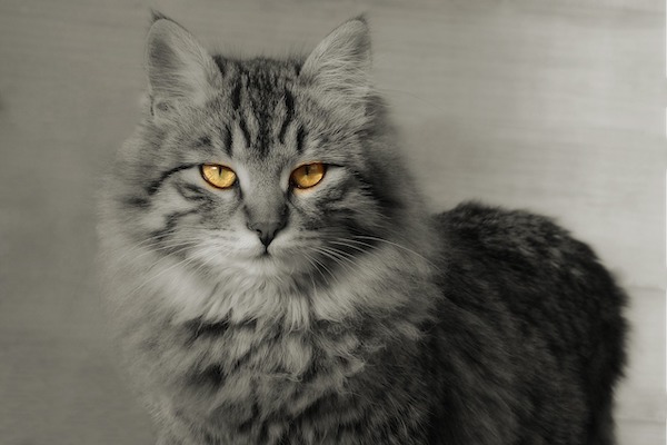 f:id:takuteto:20210324223948j:plain