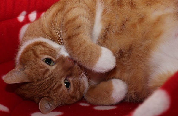 f:id:takuteto:20210429200314j:plain