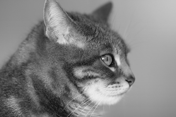 f:id:takuteto:20210506232641j:plain