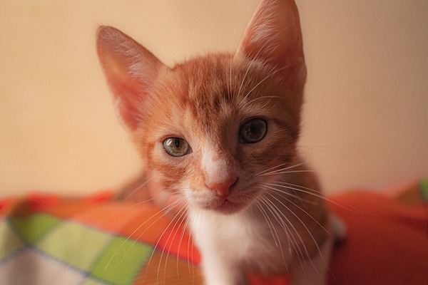 f:id:takuteto:20210514202239j:plain