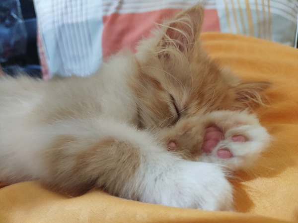 f:id:takuteto:20210522000447j:plain