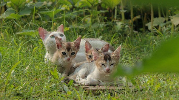 f:id:takuteto:20210608220133j:plain