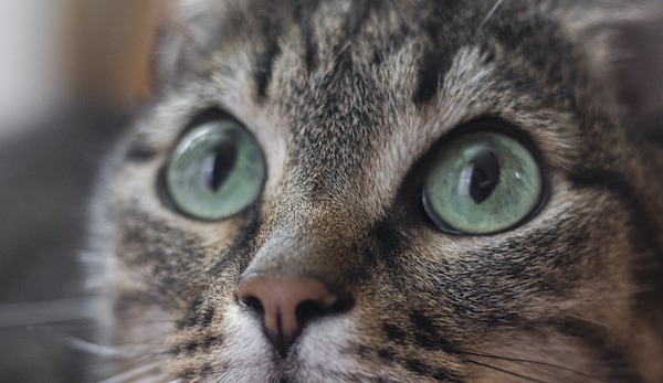 f:id:takuteto:20210608220210j:plain