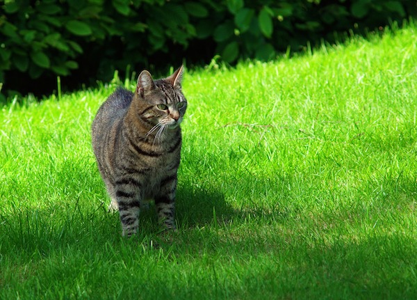 f:id:takuteto:20210616201021j:plain