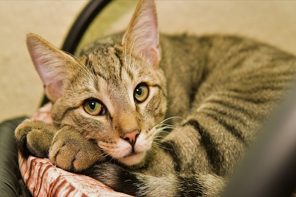 f:id:takuteto:20210713200651j:plain