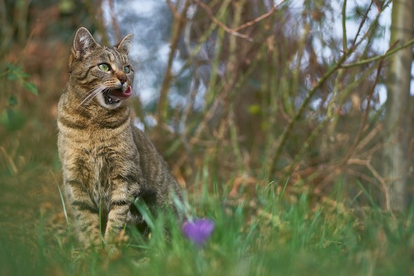 f:id:takuteto:20210731075156j:plain