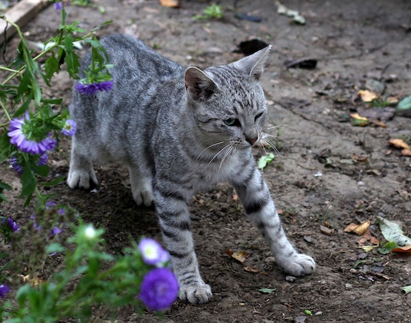 f:id:takuteto:20210823191838j:plain