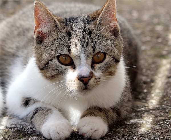 f:id:takuteto:20210830195507j:plain