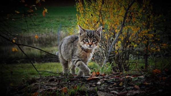 f:id:takuteto:20210830195524j:plain