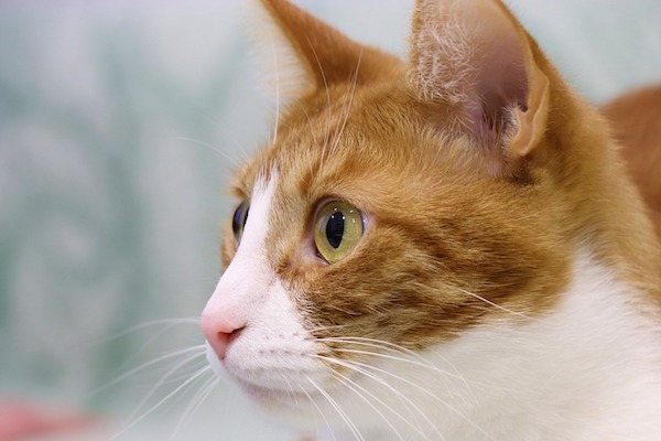 f:id:takuteto:20211005200831j:plain