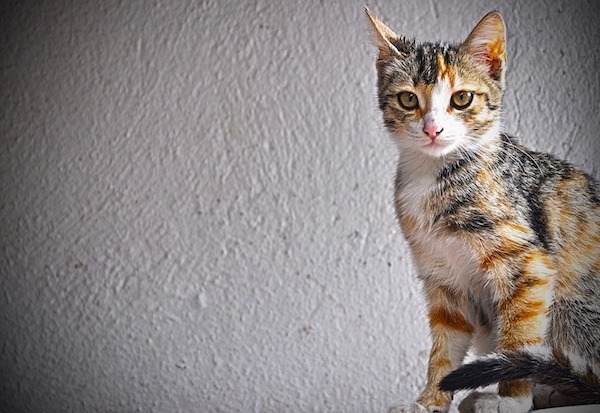 f:id:takuteto:20211015115712j:plain