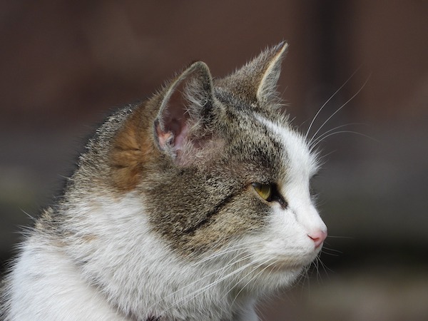 f:id:takuteto:20211025150932j:plain