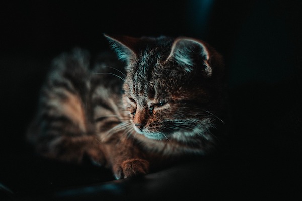 f:id:takuteto:20211112162035j:plain