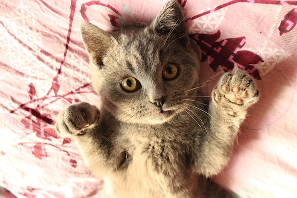 f:id:takuteto:20211127085622j:plain