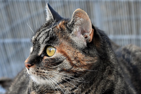 f:id:takuteto:20211128205513j:plain