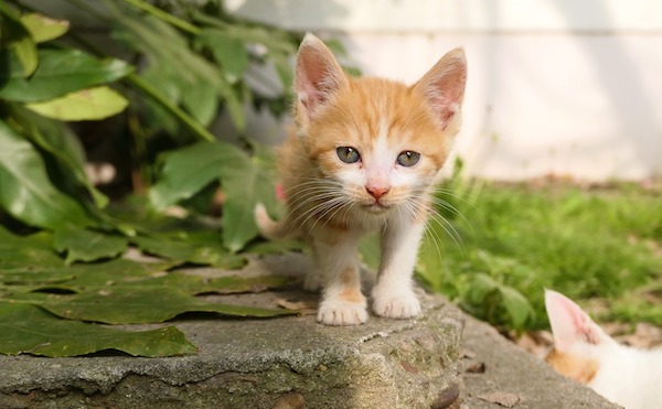 f:id:takuteto:20211206094312j:plain