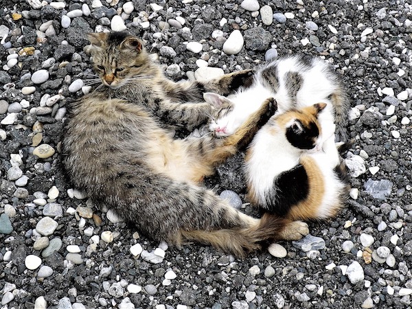 f:id:takuteto:20211213084340j:plain