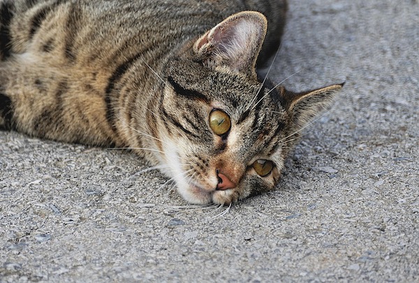 f:id:takuteto:20211213084549j:plain