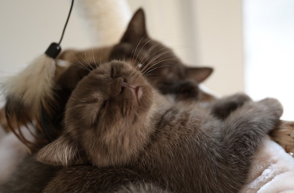 f:id:takuteto:20211220215627j:plain