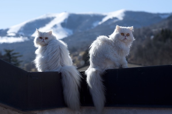 f:id:takuteto:20220110175956j:plain