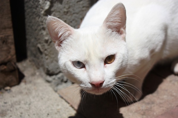 f:id:takuteto:20220227223256j:plain