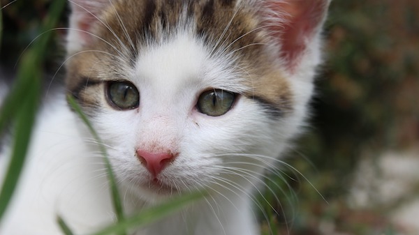 f:id:takuteto:20220307203337j:plain