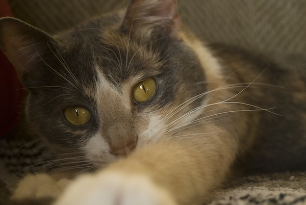 f:id:takuteto:20220307203505j:plain